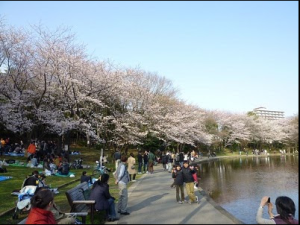 桜の季節　せせらぎ公園